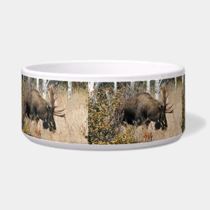 Grazing Bull Moose