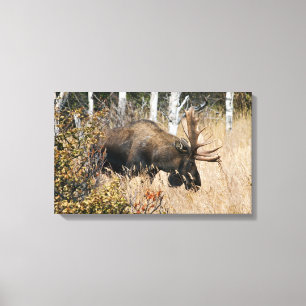 Grazing Bull Moose Canvas Print