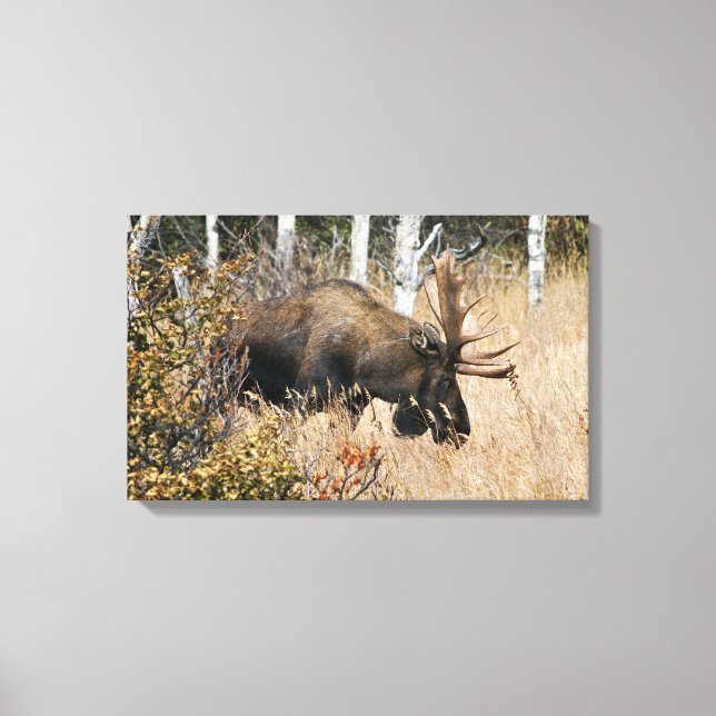 Grazing Bull Moose Canvas Print (Front)