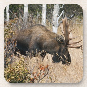 Grazing Bull Moose Coaster