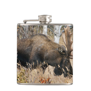 Grazing Bull Moose Hip Flask