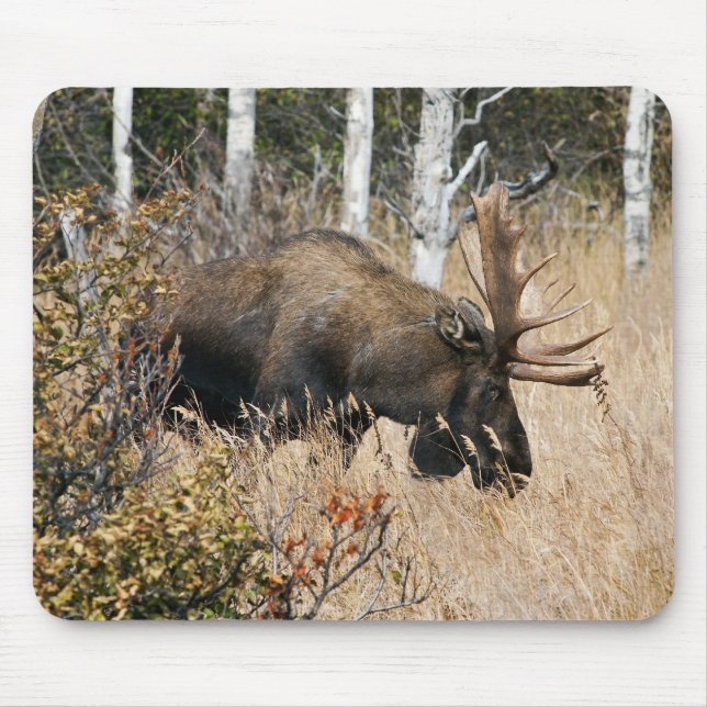 Grazing Bull Moose Mouse Pad (Front)