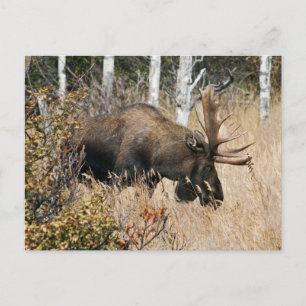 Grazing Bull Moose Postcard