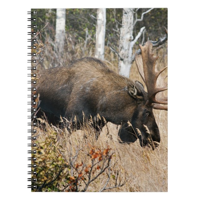 Grazing Bull Moose Spiral Notebook (Front)