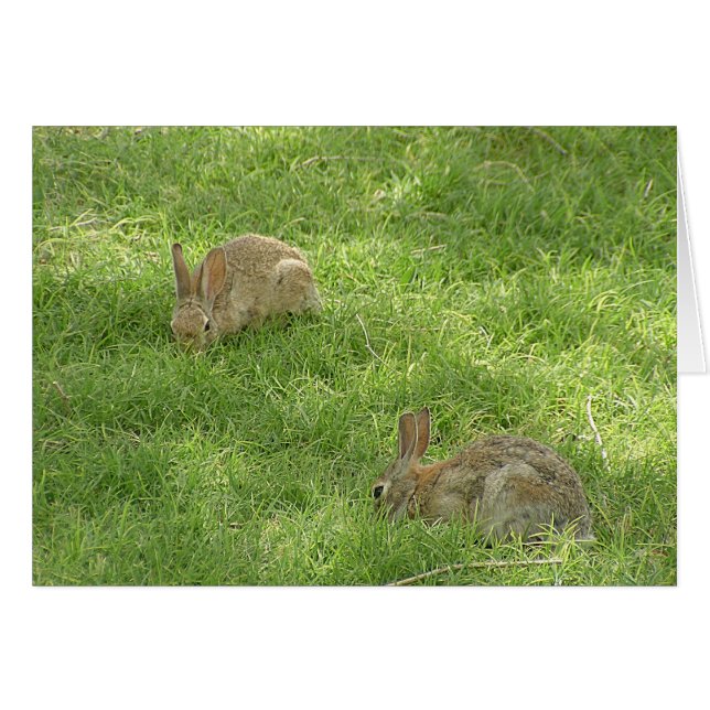 Grazing Bunnies (Front Horizontal)