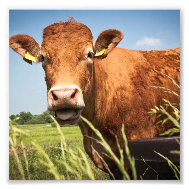 Grazing Cow Closeup Photo Print (Front)