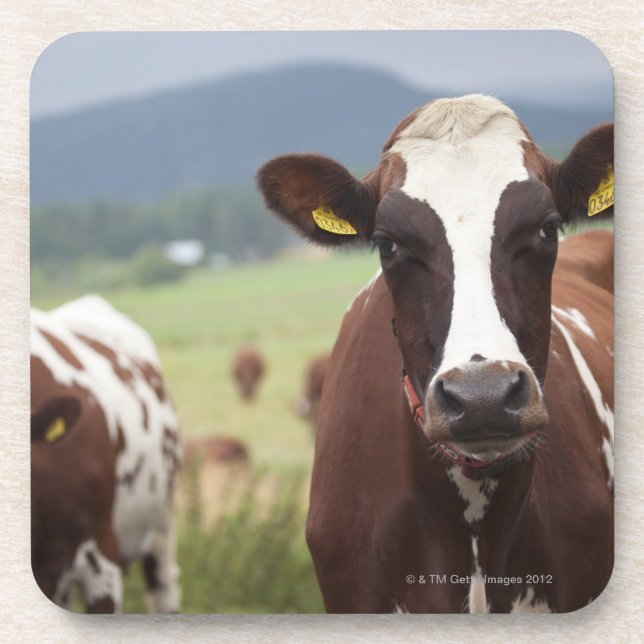 Grazing cows coaster (Front)