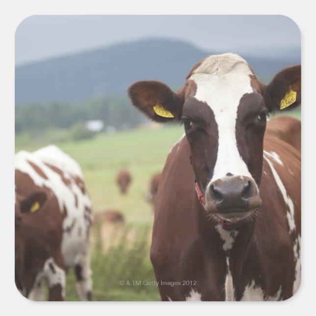 Grazing cows square sticker (Front)
