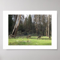 Grazing Deer Yosemite Colour Photography