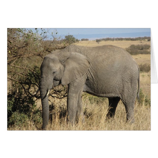 Grazing Elephant (Front Horizontal)