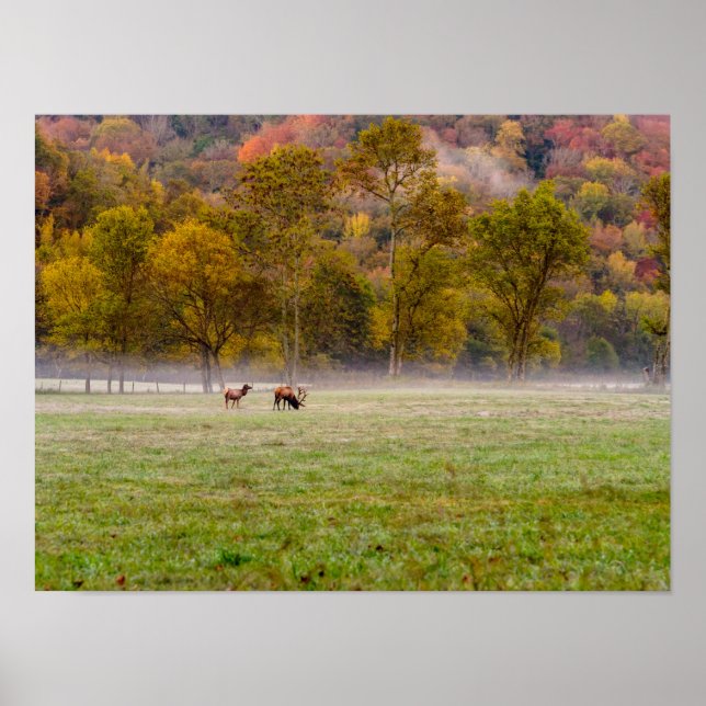 Grazing Elk Couple Poster (Front)