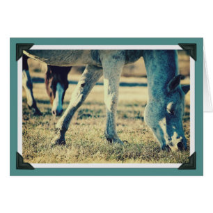 Grazing Equines