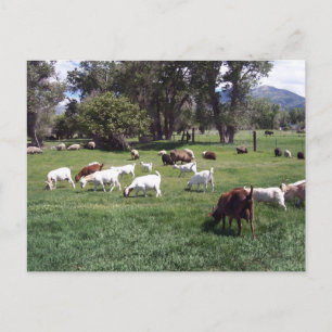 Grazing Goats Postcard