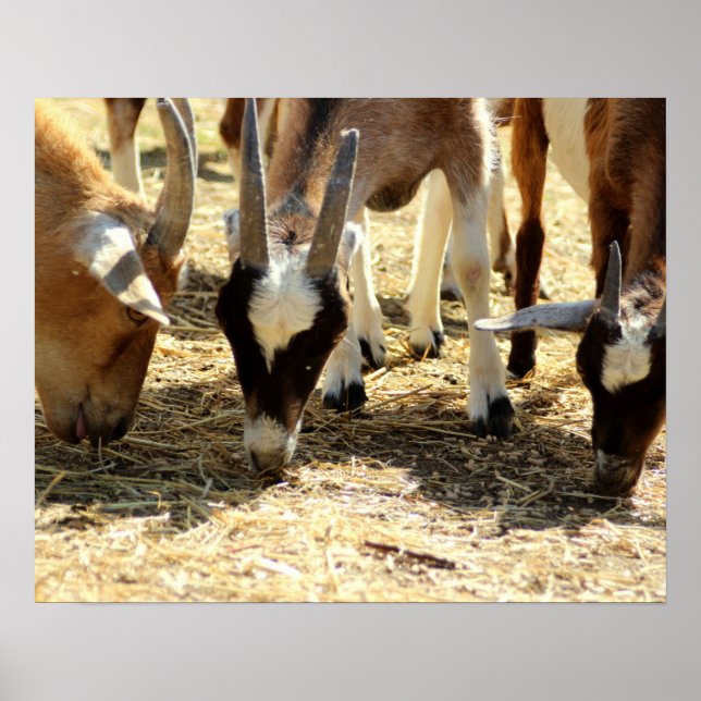 Grazing Goats Poster (Front)