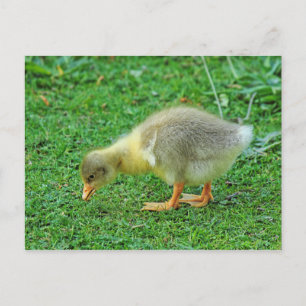 Grazing Gosling. Roath Park Lake, Cardiff, Wales. Postcard