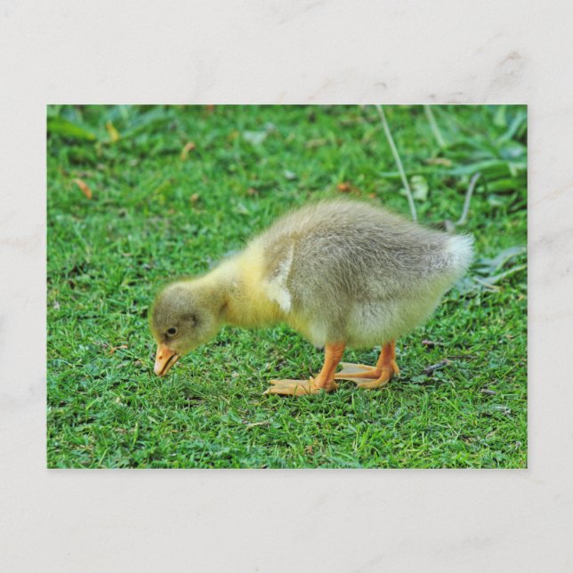 Grazing Gosling. Roath Park Lake, Cardiff, Wales. Postcard (Front)