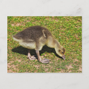 Grazing Gosling. Roath Park Lake, Cardiff, Wales.  Postcard