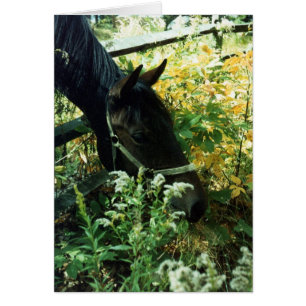 Grazing Horse