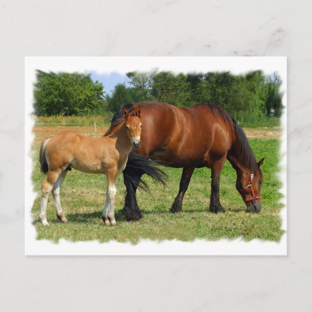Grazing Horse Family Postcard (Front)