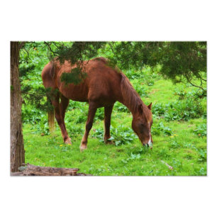 Grazing Horse Photo Print