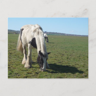 Grazing Horse Postcard