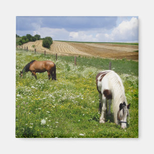Grazing horses magnet