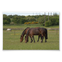 Grazing Horses