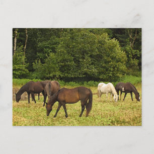 Grazing Horses Postcard