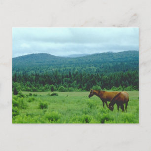 Grazing Horses with Mountain Backdrop Postcard