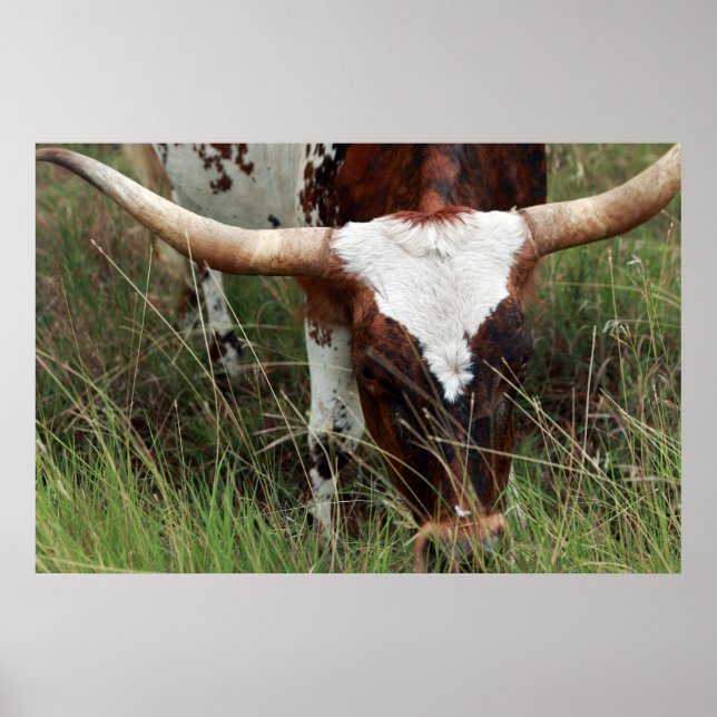Grazing Longhorn Poster (Front)