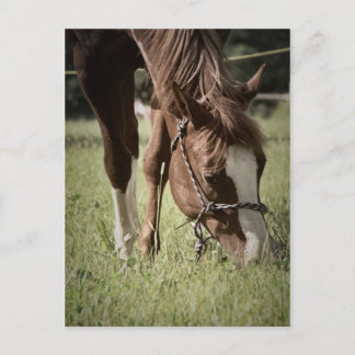 Grazing Mare Postcard