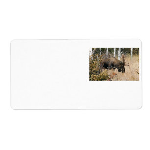 Grazing Moose
