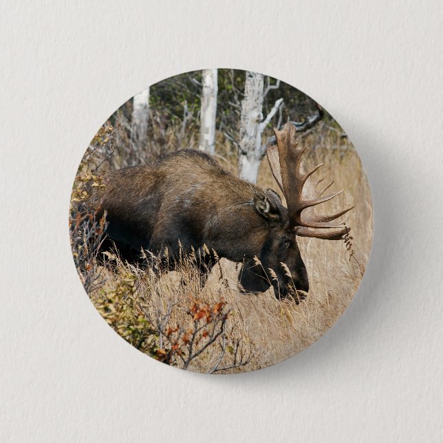 Grazing Moose 6 Cm Round Badge (Front)