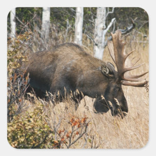 Grazing Moose Square Sticker