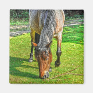 Grazing New Forest Pony Wildlife Magnet