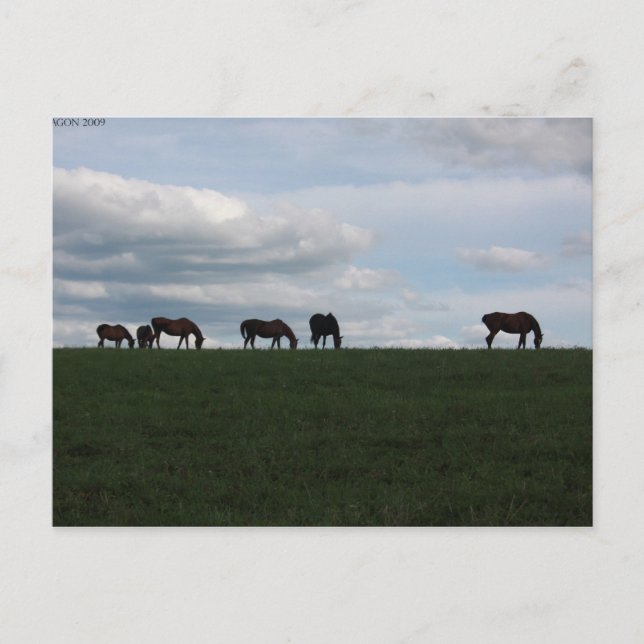 Grazing on the hill postcard (Front)