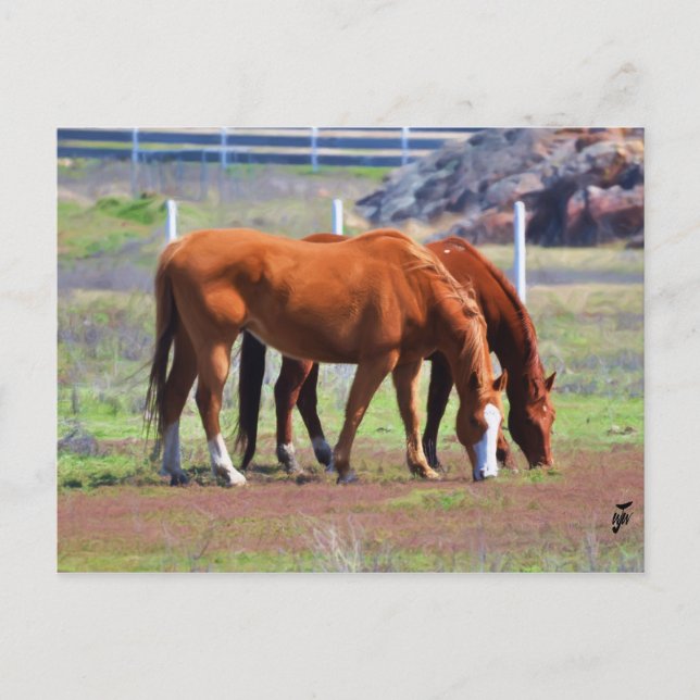 Grazing Pair Postcard (Front)