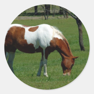 Grazing Pinto Classic Round Sticker