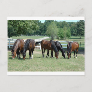 Grazing Quarter Horses Postcard