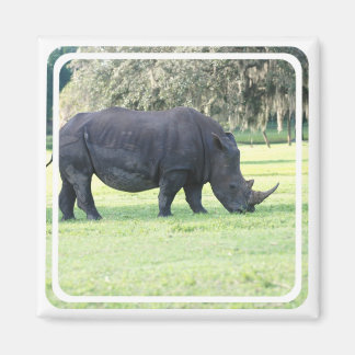 Grazing Rhino Magnet