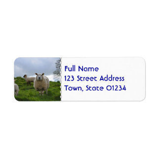 Grazing Sheep