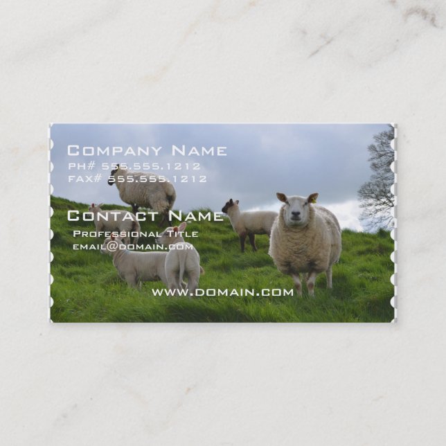 Grazing Sheep Business Card (Front)