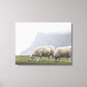 Grazing Sheep Canvas Print