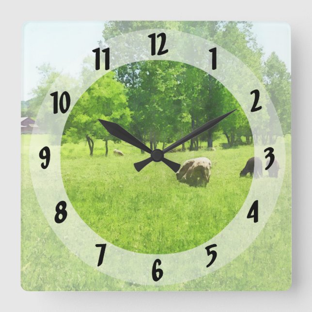 Grazing Sheep Square Wall Clock (Front)