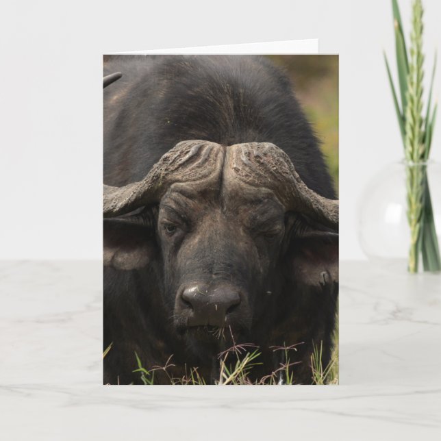 Grazing Water Buffalo  Greeting Card (Front)