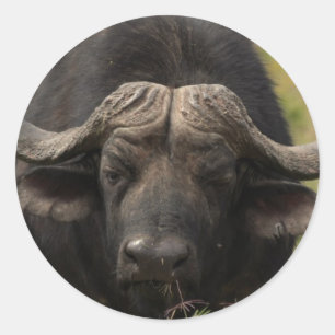 Grazing Water Buffalo  Stickers