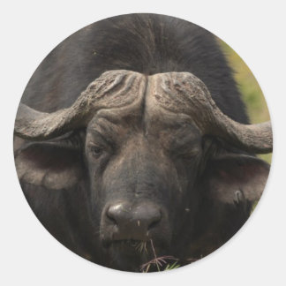 Grazing Water Buffalo Stickers