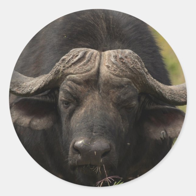 Grazing Water Buffalo  Stickers (Front)