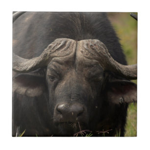 Grazing Water Buffalo Tile
