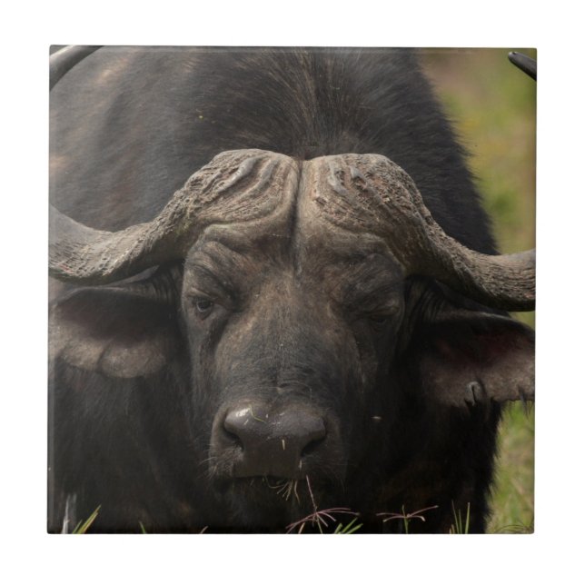 Grazing Water Buffalo Tile (Front)